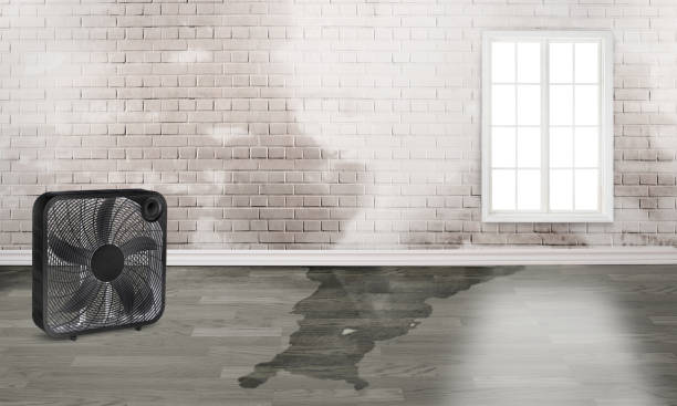 Best Water damage contractors near me  in Lake Arrowhead, CA